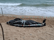 Un dofí mort sorprèn els banyistes a aquesta platja de Sitges