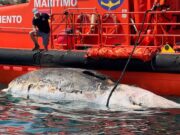 Estupefacció a Sitges per l’aparició d’un enorme cetaci mort